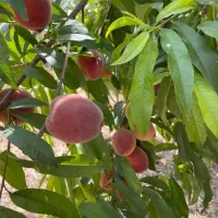 زمین تجاری مسکونی جاده دریا زاغمرز (تهاتر)|فروش زمین و ملک کلنگی|بهشهر, |دیوار