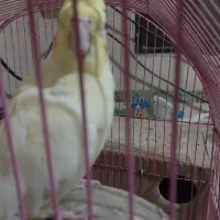 ماده یکساله بهشرط جوجه پنج تخم|پرنده|گرمسار, |دیوار