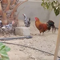 مرغ وخروس شهری ومهلی اصل|حیوانات مزرعه|قشم, |دیوار