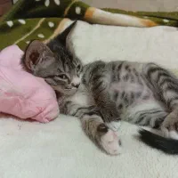 واگذاری رایگان گربه