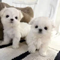 سگهای آپارتمانی|سگ|اصفهان, خانه اصفهان|دیوار