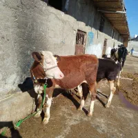فروش شش راس گوساله سیمینتال غرفه سبزیوند