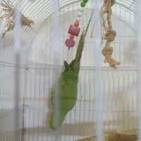 ملنگو ماده دوساله