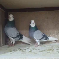 ی جفت شازده سبز مهر