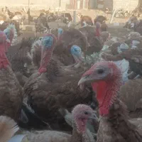 بوقلمون نر و ماده گوشتی|حیوانات مزرعه|بردسکن, |دیوار