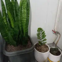 گل گل طبیعی|گل و گیاه طبیعی|بجنورد, |دیوار