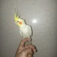 عروس اهلی و سخنگو نر بالغ