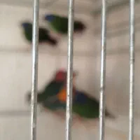 فنج طوطی وار|پرنده|اصفهان, ارغوانیه|دیوار