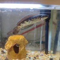 چانا گلدن کبری