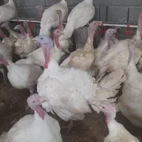 فروش بوقلمون گوشتی ارگانیک