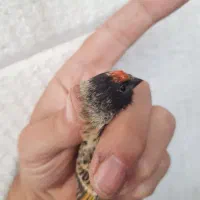 گلبسر|پرنده|مهاجران, |دیوار