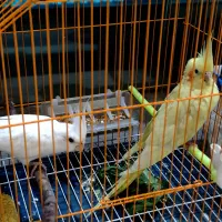 عروس هلندی رنگ خاص