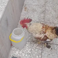 دوتاخروس محلی وجوان