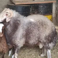 شیشک قوچ افشار چهار دندان 37000000|حیوانات مزرعه|شاهین‌شهر, گزبرخوار|دیوار