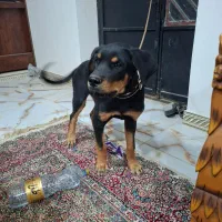 سگ روتوایلر|سگ|کهنوج, |دیوار