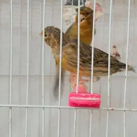 یک جفت قناری مست و آماده