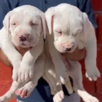 داگو آرژلنتینو .