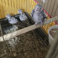 جوجه عروس رنگ خاص