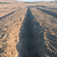 خاک باغ انگور مجانی هر جنتا ماشین به خاید است