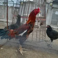 خروس|حیوانات مزرعه|زارچ, |دیوار