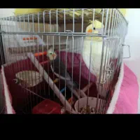 ۳ جفت عروس هلندی