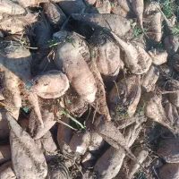 جغندر قند|خوردنی و آشامیدنی|بشاریات, |دیوار