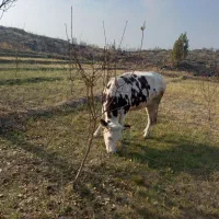 گاو سیمینتال|حیوانات مزرعه|پلدشت, |دیوار