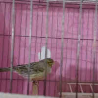 قناری نر ابلغ