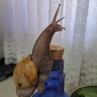 مکمل و خاک و اره حلزون