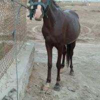 سلام خدمت اسب سواران مادیون کحیلان|اسب و تجهیزات اسبسواری|آبادان, |دیوار