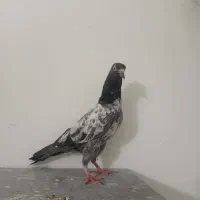 جوجه تیدی خط خون خالص اصلی پاکستان