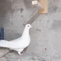 کفتر تهرانی|حیوانات|نهاوند, |دیوار