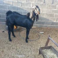 نر دورگه پنجاب بذری