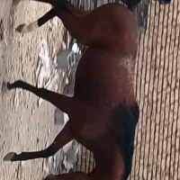 نگهداری و پانسیون اسب وسواری کردن ۰ تا صد