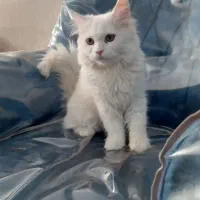 گربه|گربه|مشهد, کشاورز|دیوار