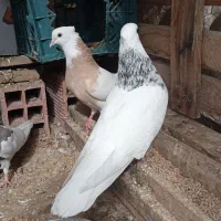 جفت کبوتر طوق زرد و الماسی درجه یک آدرس بستک