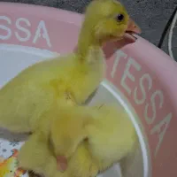 جوجه قوغاز و جوجه لاری