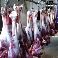 گوشت شترمرغ ( کالابرگ)