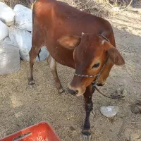 گوساله ماده جرسی اصل سالم وخوش خوراک