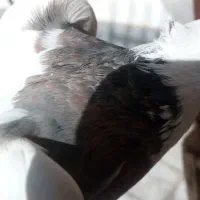 طوقی|پرنده|قم, انصار‌الحسین|دیوار