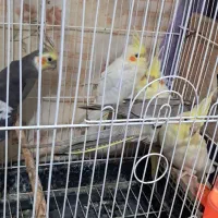 عروس هلندی 2 ماهه|پرنده|طاهرگوراب, |دیوار