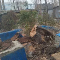 چوب|خدمات باغبانی و درختکاری|دورود, |دیوار