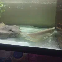 یک عدد آروانا سیلور 35سانت شکاری