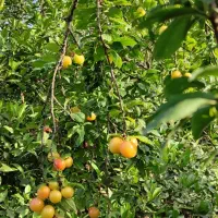 دو دانگ فاز ۳جنوبی عظیمیه قزوین