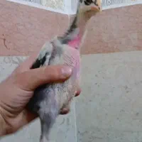 دوعدد جوجه لاری ترک ااصالت دار