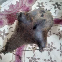 هیزه|ظروف نگهدارنده، پلاستیکی، یک‌بارمصرف|ایلام, |دیوار