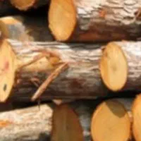 خرید چوپ صنوبر و جنگلی|خدمات باغبانی و درختکاری|لاهیجان, بازکیاگوراب|دیوار