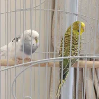 یک جفت مرغ عشق|پرنده|پردیس, فاز ۱۱|دیوار