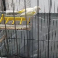 قناری ماده|پرنده|ری, شهرک نظامی|دیوار