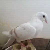 جوجه کفتر
